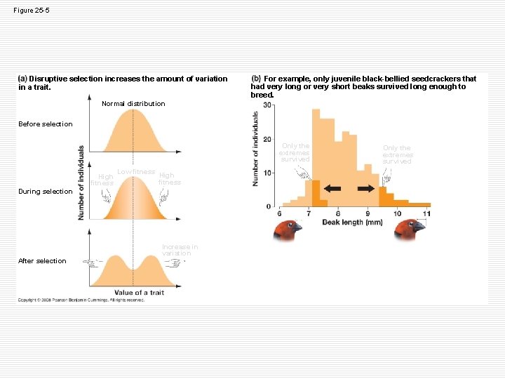 Figure 25 -5 Disruptive selection increases the amount of variation in a trait. For