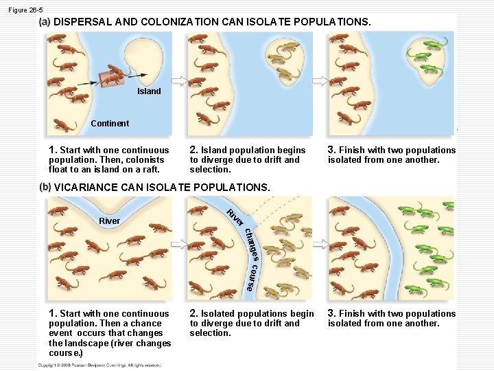 Figure 26 -5 DISPERSAL AND COLONIZATION CAN ISOLATE POPULATIONS. Island Continent 1. Start with