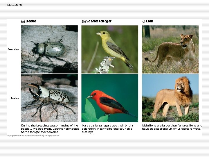 Figure 25 -15 Beetle Scarlet tanager Lion Females Males During the breeding season, males