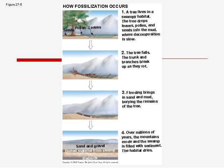 Figure 27 -5 HOW FOSSILIZATION OCCURS 1. A tree lives in a Seeds Pollen