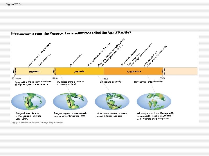 Figure 27 -8 c Gymnosperms become dominant land plants; extensive deserts no sa ur