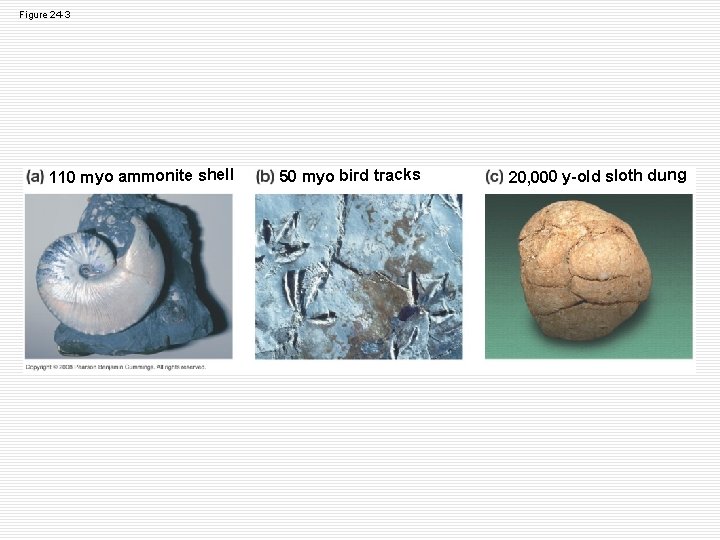 Figure 24 -3 110 myo ammonite shell 50 myo bird tracks 20, 000 y-old