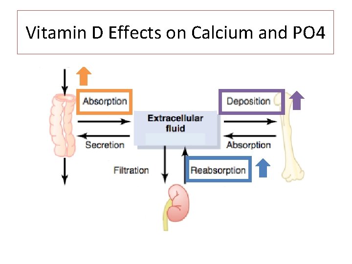 Vitamin D Effects on Calcium and PO 4 