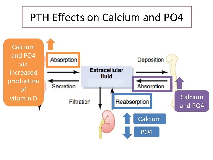 PTH Effects on Calcium and PO 4 via increased production of vitamin D Calcium