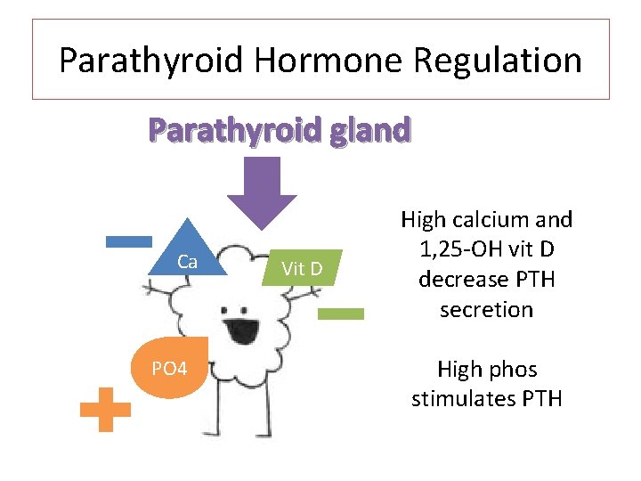 Parathyroid Hormone Regulation Parathyroid gland Ca PO 4 Vit D High calcium and 1,
