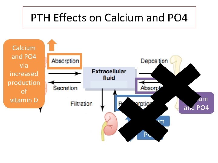 PTH Effects on Calcium and PO 4 via increased production of vitamin D Calcium