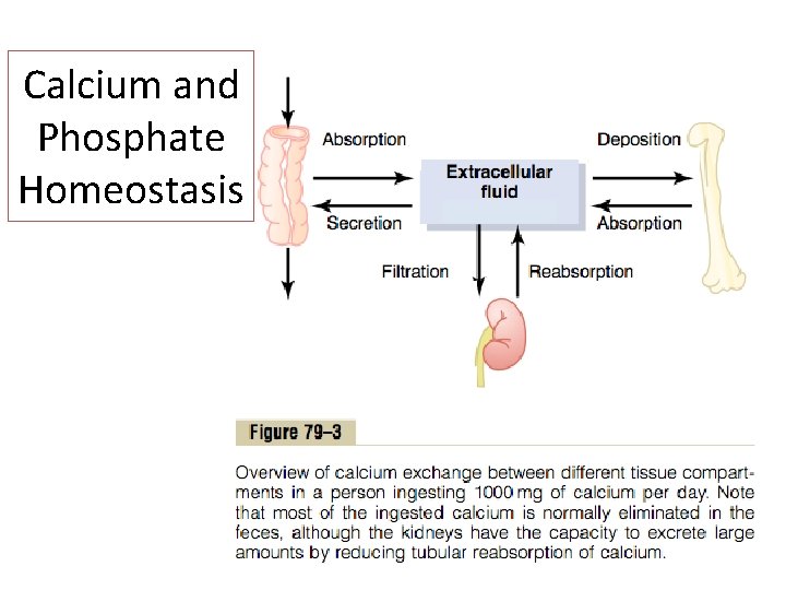 Calcium and Phosphate Homeostasis 