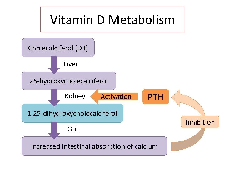 Vitamin D Metabolism Cholecalciferol (D 3) Liver 25 -hydroxycholecalciferol Kidney Activation PTH 1, 25