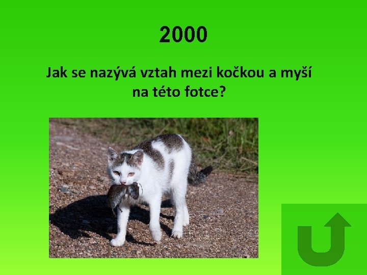 2000 Jak se nazývá vztah mezi kočkou a myší na této fotce? 