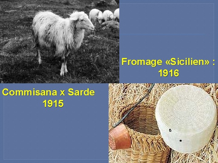 Fromage «Sicilien» : 1916 Commisana x Sarde 1915 5 