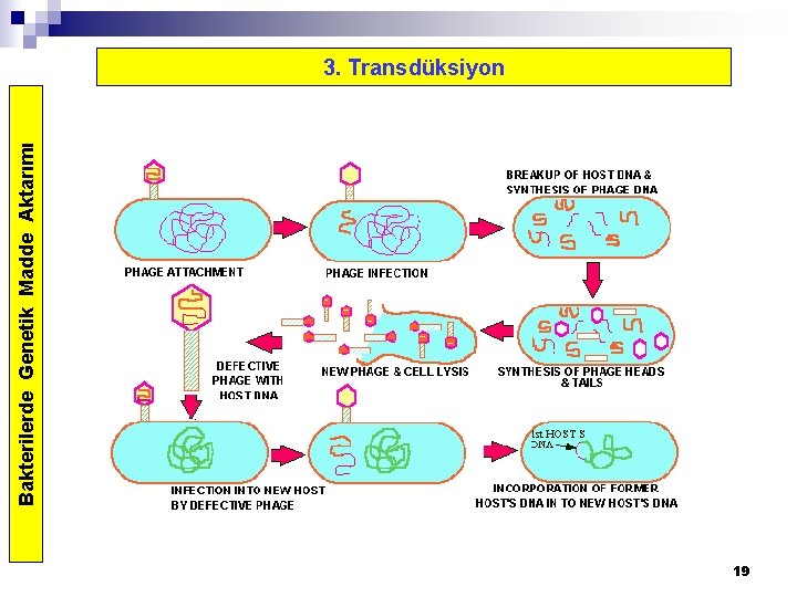 Bakterilerde Genetik Madde Aktarımı 3. Transdüksiyon 19 