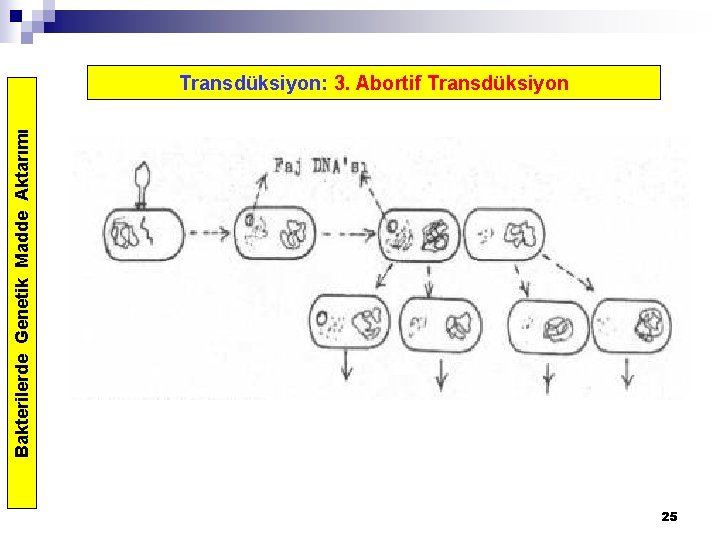 Bakterilerde Genetik Madde Aktarımı Transdüksiyon: 3. Abortif Transdüksiyon 25 