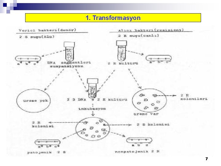 1. Transformasyon 7 