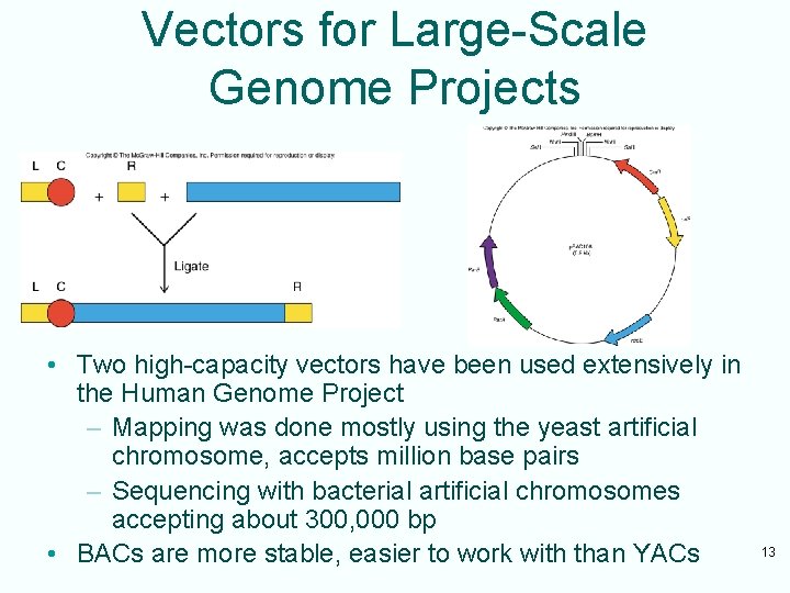 Vectors for Large-Scale Genome Projects • Two high-capacity vectors have been used extensively in