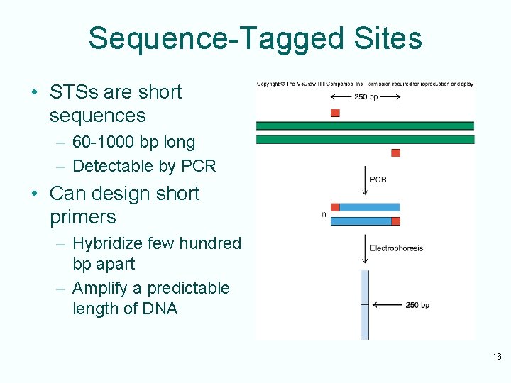 Sequence-Tagged Sites • STSs are short sequences – 60 -1000 bp long – Detectable