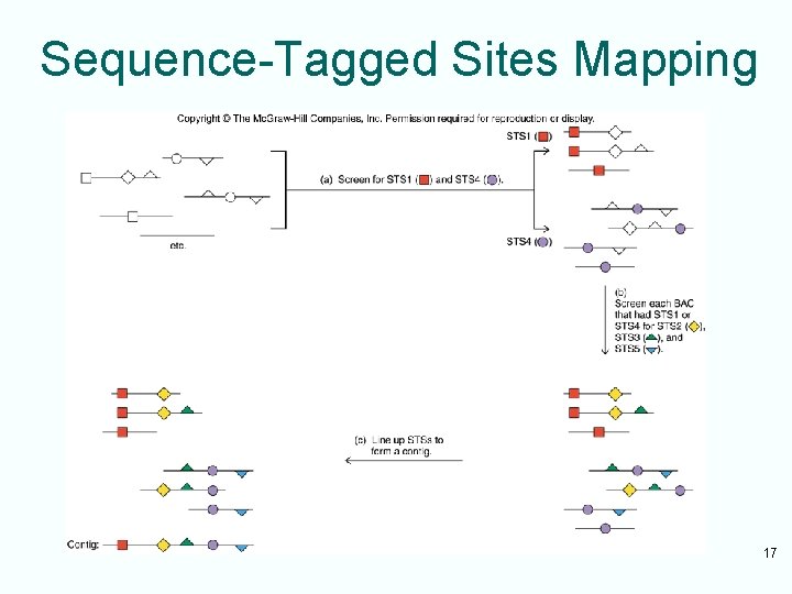 Sequence-Tagged Sites Mapping 17 