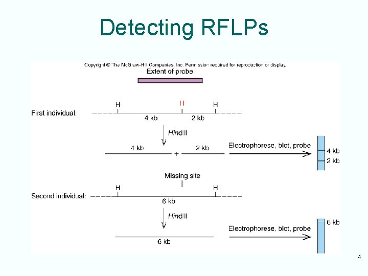 Detecting RFLPs 4 