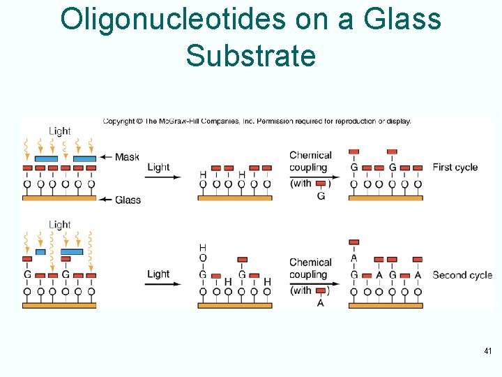 Oligonucleotides on a Glass Substrate 41 