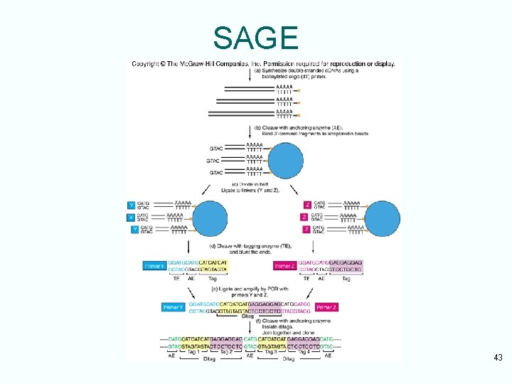 SAGE 43 