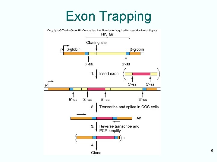 Exon Trapping 5 