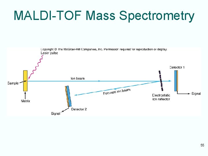 MALDI-TOF Mass Spectrometry 55 