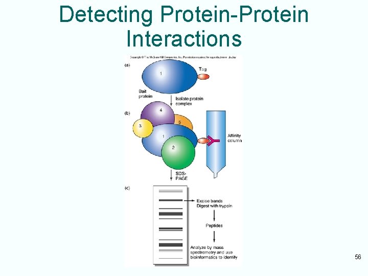 Detecting Protein-Protein Interactions 56 
