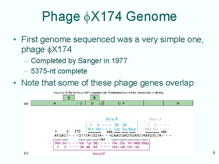 Phage X 174 Genome • First genome sequenced was a very simple one, phage