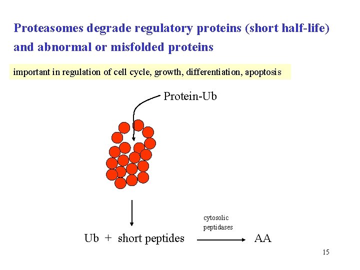Proteasomes degrade regulatory proteins (short half-life) and abnormal or misfolded proteins important in regulation