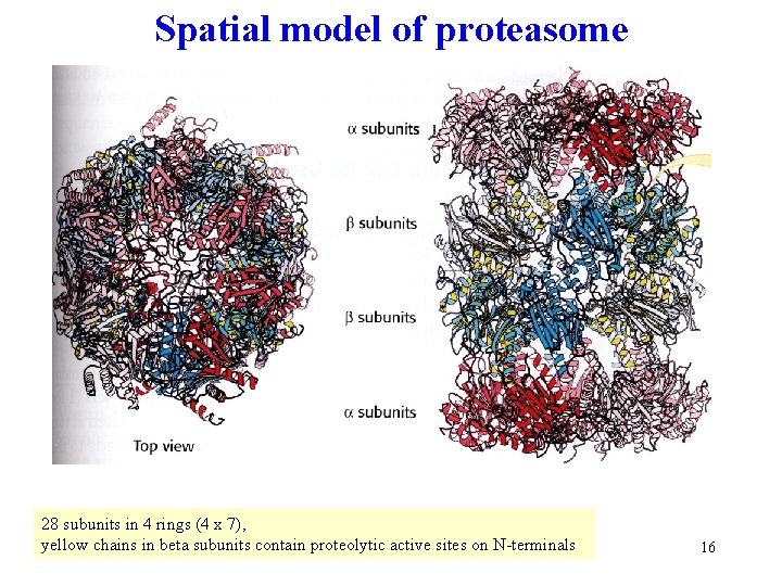 Spatial model of proteasome 28 subunits in 4 rings (4 x 7), yellow chains