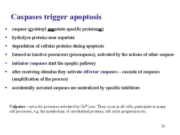 Caspases trigger apoptosis • caspase (cysteinyl aspartate-specific proteinase) • hydrolyse proteins near aspartate •