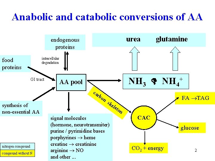 Anabolic and catabolic conversions of AA urea endogenous proteins glutamine intracellular degradation food proteins
