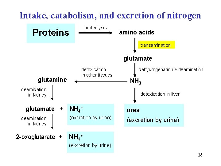 Intake, catabolism, and excretion of nitrogen proteolysis Proteins amino acids transamination glutamate glutamine detoxication