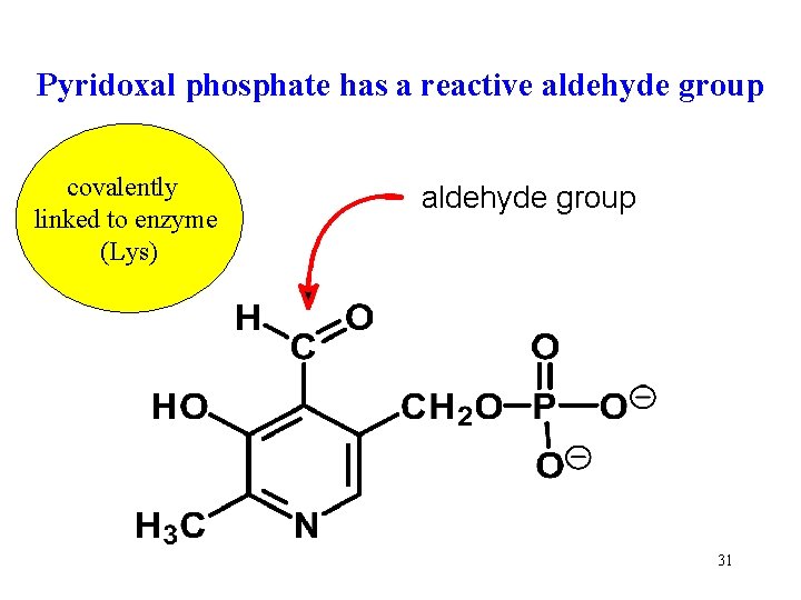 Pyridoxal phosphate has a reactive aldehyde group covalently linked to enzyme (Lys) aldehyde group