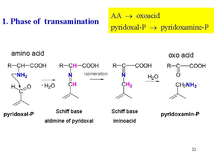 1. Phase of transamination AA oxoacid pyridoxal-P pyridoxamine-P amino acid oxo acid isomeration Schiff