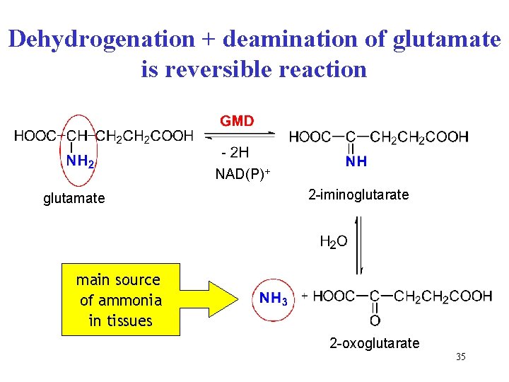 Dehydrogenation + deamination of glutamate is reversible reaction NAD(P)+ glutamate 2 -iminoglutarate main source