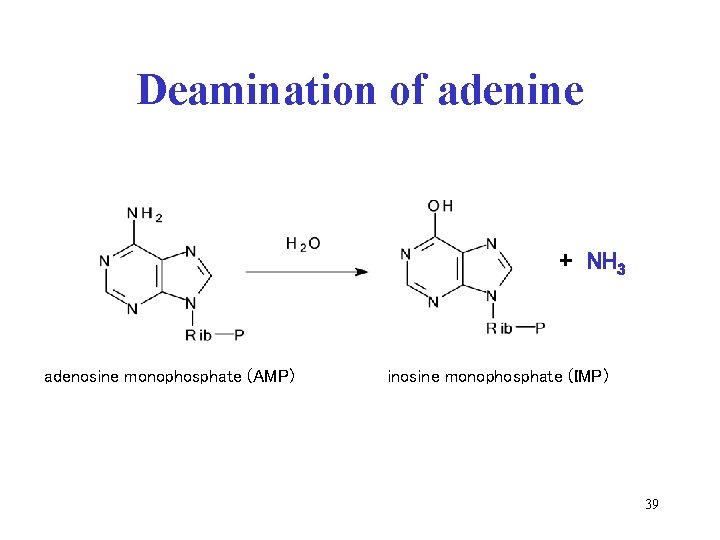 Deamination of adenine + NH 3 adenosine monophosphate (AMP) inosine monophosphate (IMP) 39 