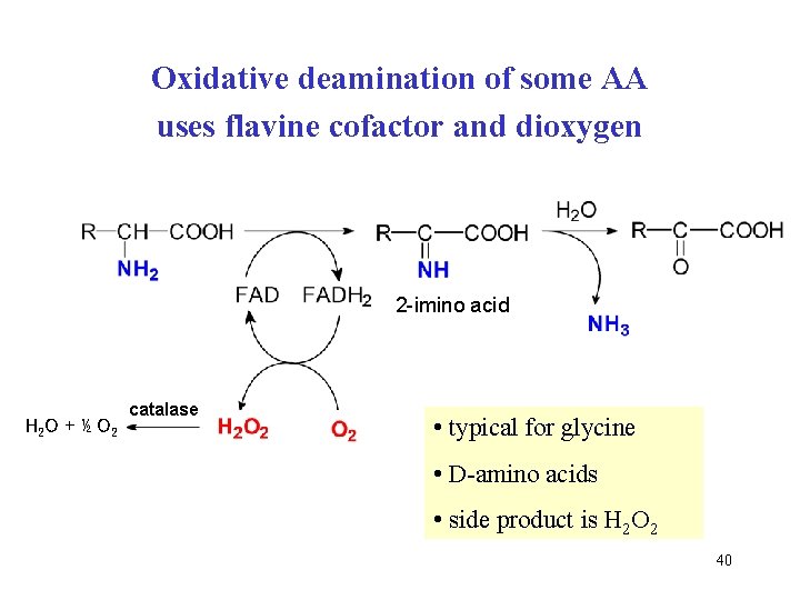 Oxidative deamination of some AA uses flavine cofactor and dioxygen 2 -imino acid H