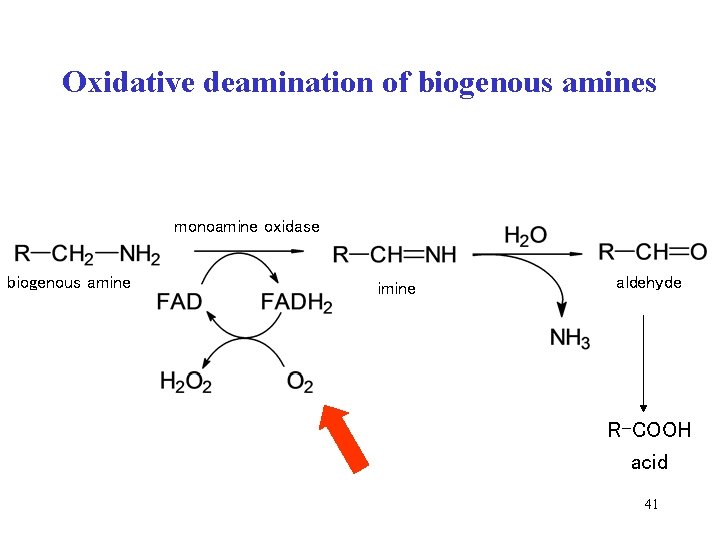 Oxidative deamination of biogenous amines monoamine oxidase biogenous amine imine aldehyde R-COOH acid 41