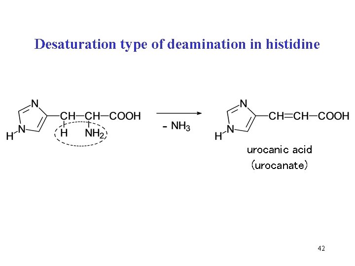 Desaturation type of deamination in histidine urocanic acid (urocanate) 42 