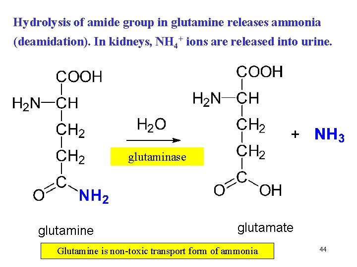 Hydrolysis of amide group in glutamine releases ammonia (deamidation). In kidneys, NH 4+ ions