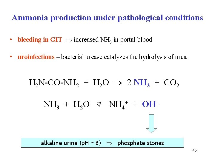 Ammonia production under pathological conditions • bleeding in GIT increased NH 3 in portal