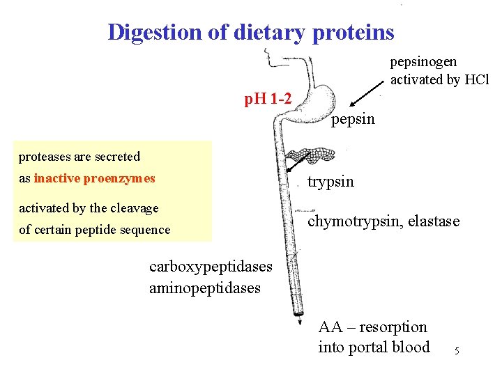 Digestion of dietary proteins pepsinogen activated by HCl p. H 1 -2 pepsin proteases