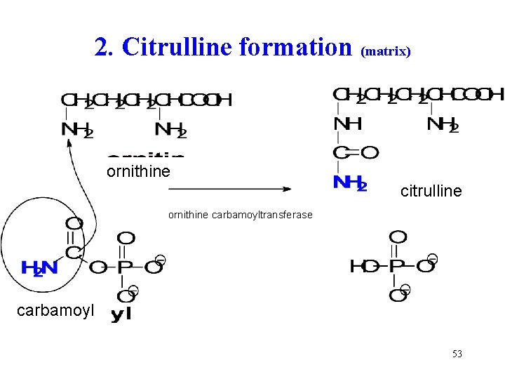 2. Citrulline formation (matrix) ornithine citrulline ornithine carbamoyltransferase carbamoyl 53 