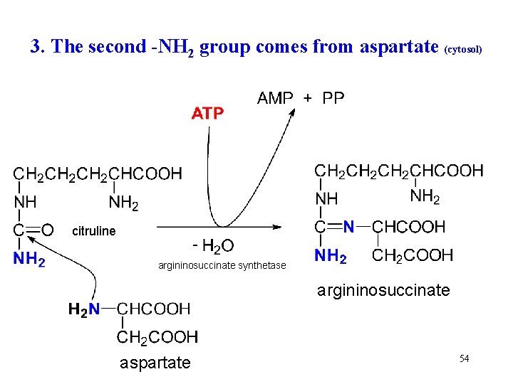 3. The second -NH 2 group comes from aspartate (cytosol) citruline argininosuccinate synthetase argininosuccinate