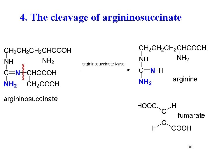 4. The cleavage of argininosuccinate lyase argininosuccinate fumarate 56 