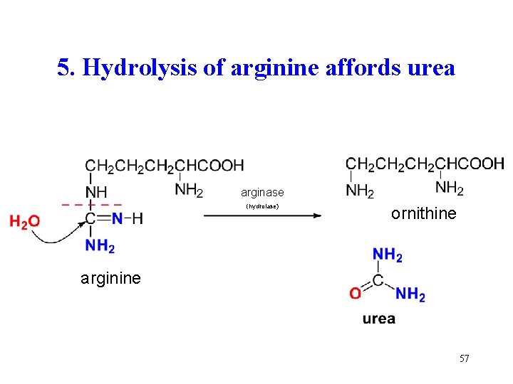 5. Hydrolysis of arginine affords urea arginase (hydrolase) ornithine arginine 57 