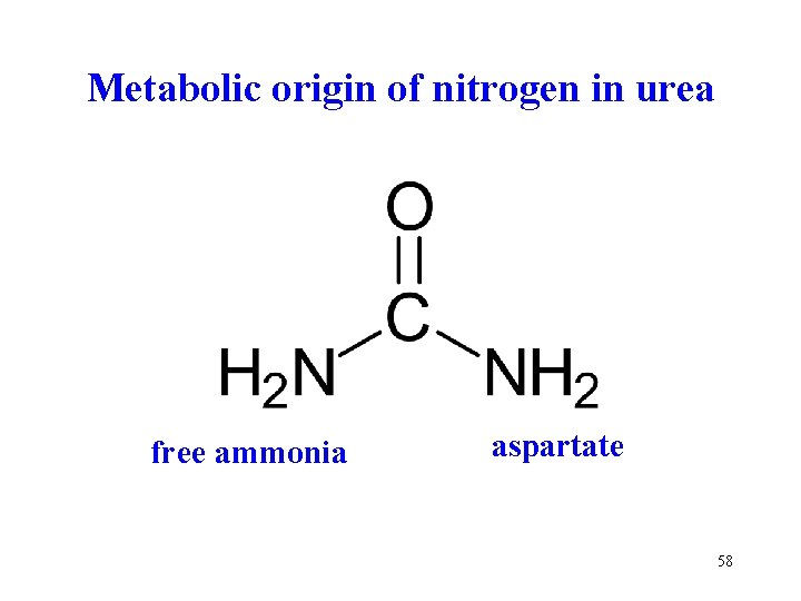 Metabolic origin of nitrogen in urea free ammonia aspartate 58 