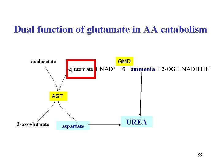 Dual function of glutamate in AA catabolism GMD oxalacetate glutamate + NAD+ ammonia +