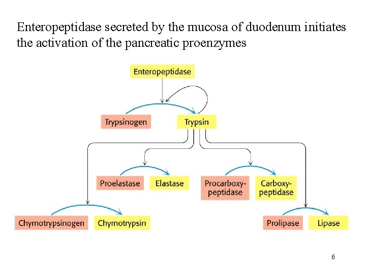 Enteropeptidase secreted by the mucosa of duodenum initiates the activation of the pancreatic proenzymes