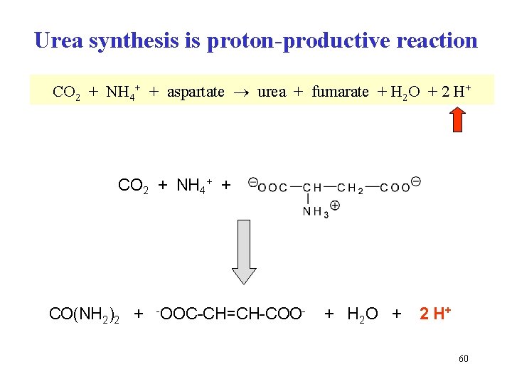 Urea synthesis is proton-productive reaction CO 2 + NH 4+ + aspartate urea +